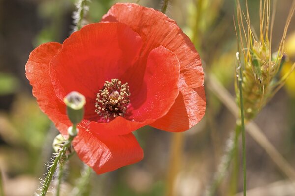 Red poppy in sunny weather