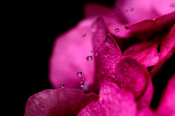 Fleur de framboise sur fond noir