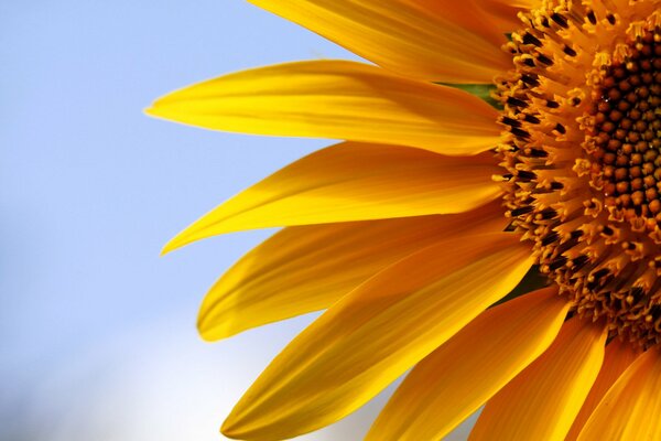 Sunflower in the rays of the sun