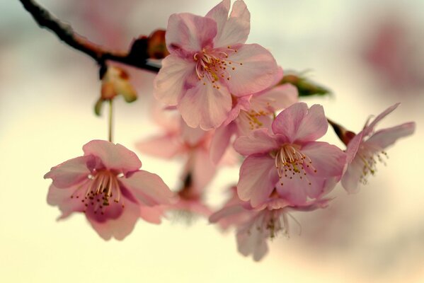 Kirschblüten in Japan