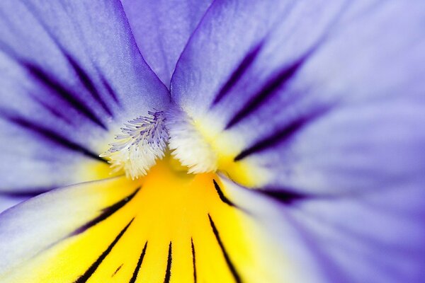 Gelb-violette Blume im Vollbildmodus