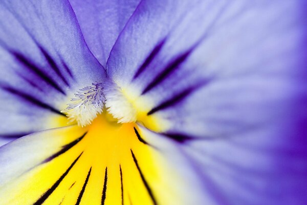 Macro. Pétales de fleurs violettes et noyau jaune