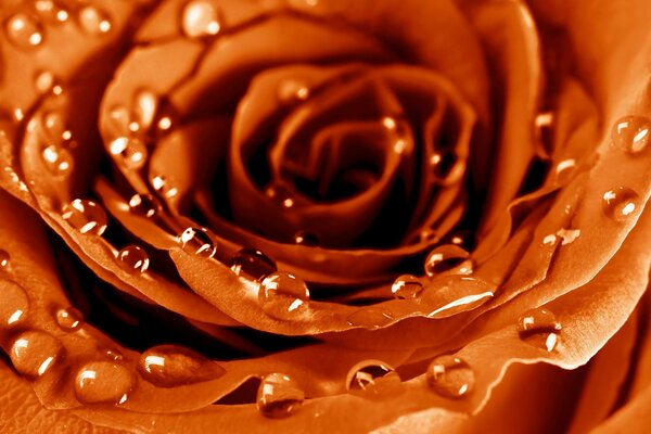 Macro shooting of rose petals in water drops