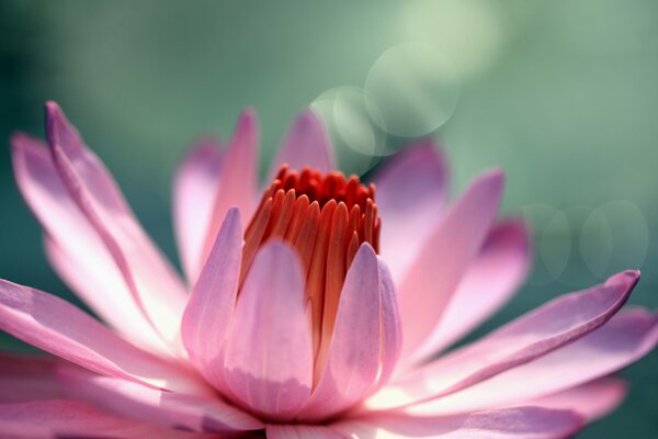 Pink Water Lily