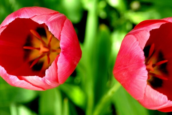 Tulipanes rojos en macro en la naturaleza