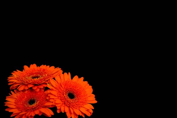 Fiery gerberas on a black background