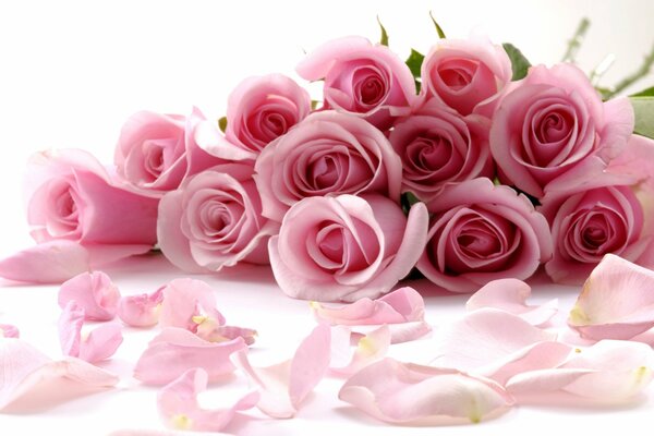 Bouquet and petals of beautiful pink roses