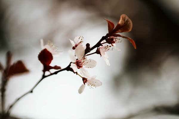 A delicate white twig