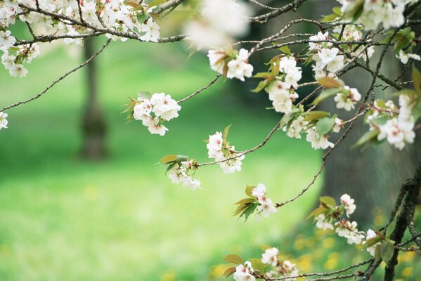 Ramo di un albero con fiori bianchi