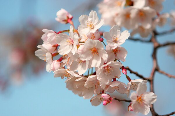 Kirschblüte in Japan. Kirschblütenblätter