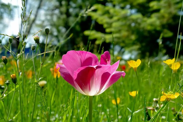 Pink tulip on a green meadow