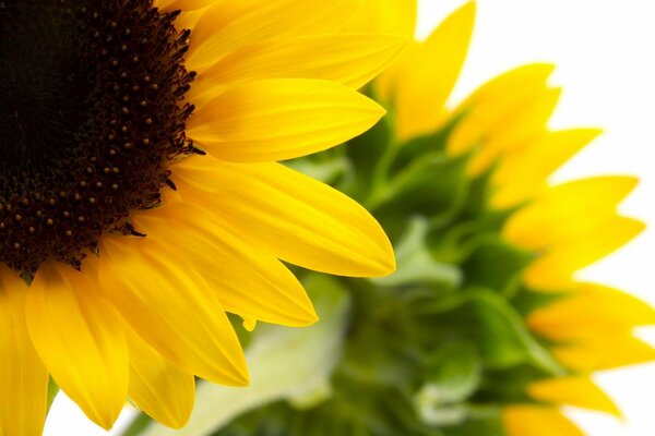 Schöne gelbe Blumen auf weißem Hintergrund