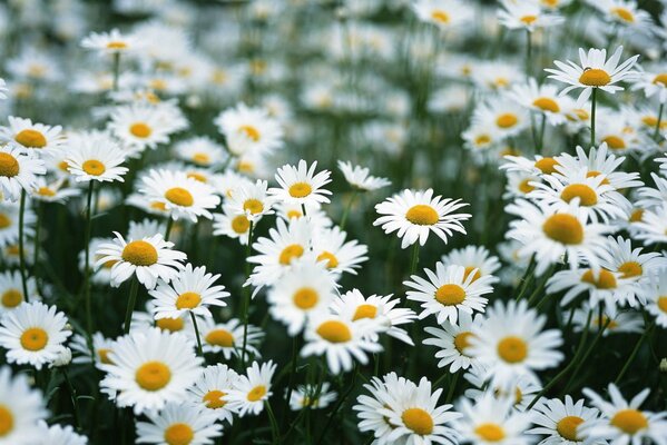 A huge field of snow-white daisies