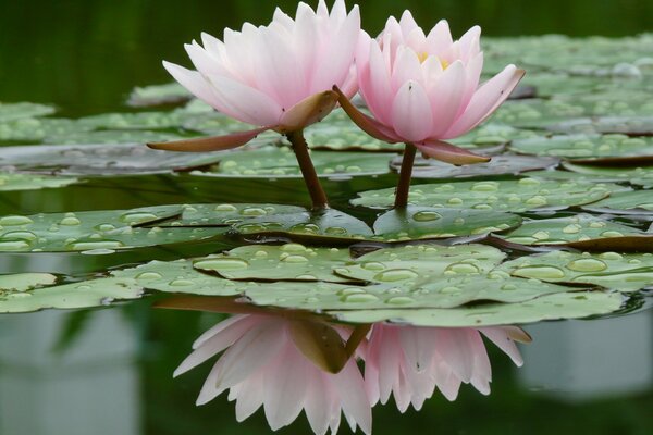 Nénuphar après la pluie