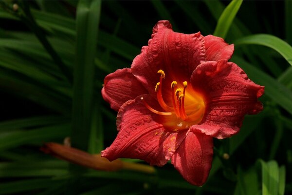 Incredibile bellezza fiore rosso