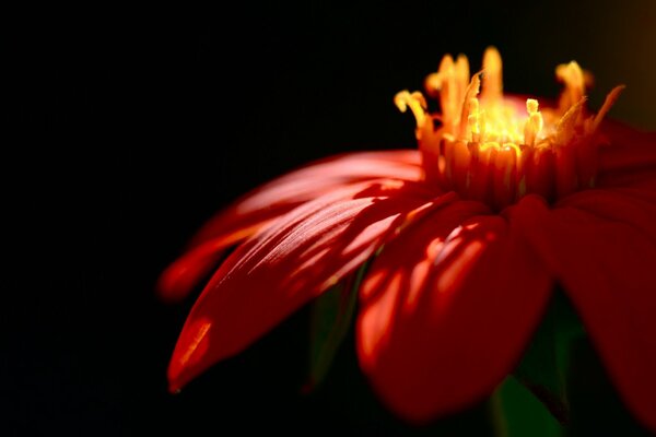 Flor roja en la noche