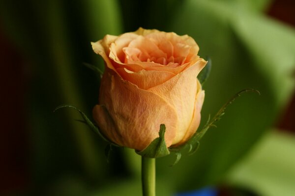 Gros plan de prise de vue d un bourgeon de rose