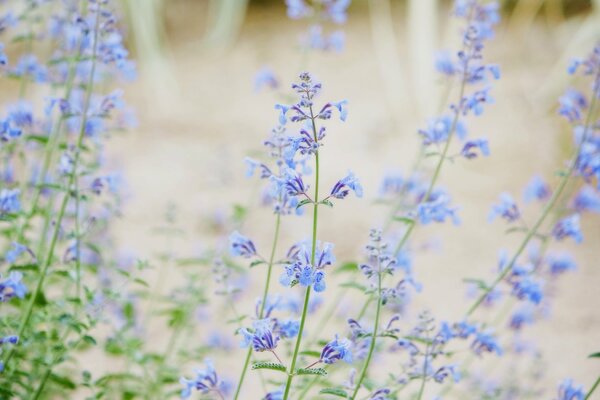 Blue and lilac wildflowers