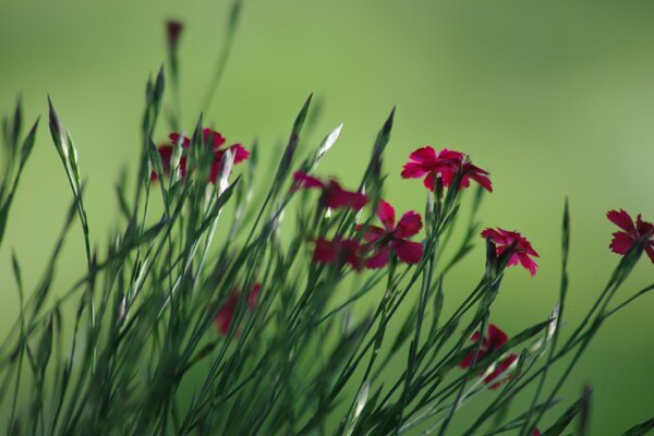 Crimson flower buds on a green background