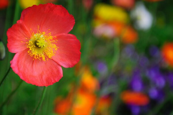 Flor roja en macro tiro