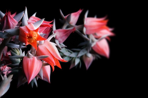 Floraison bouquet de fleurs sur fond noir