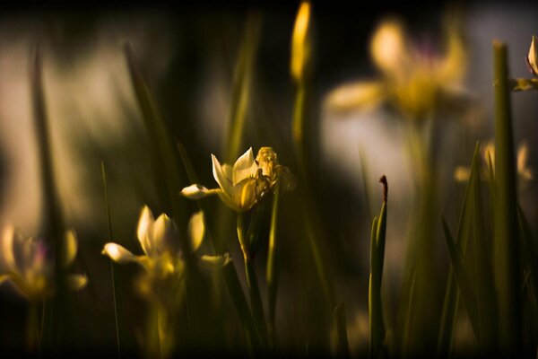 Belles fleurs dans la nuit