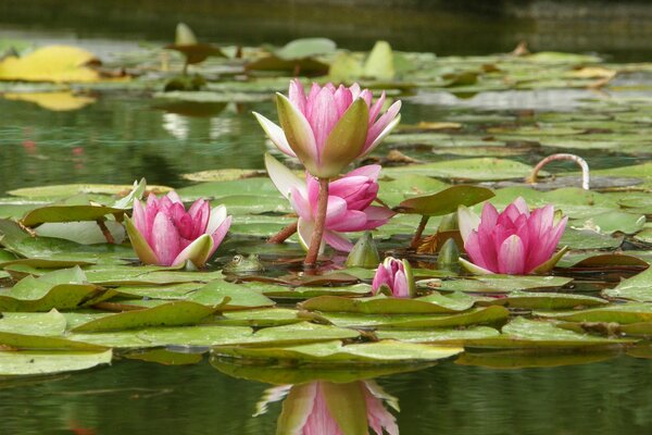 Lotusbäume, die sich im Teich ausbreiten