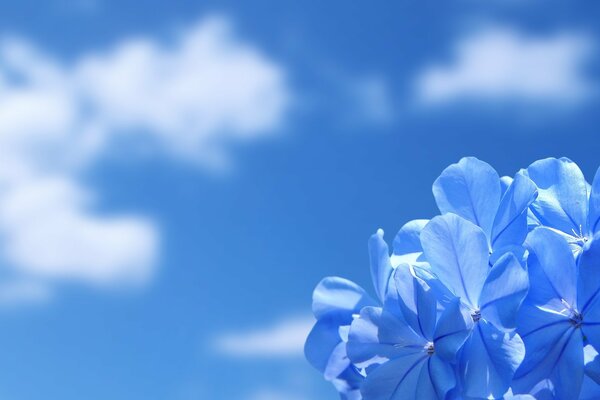 Heavenly blue flower on the background of clouds