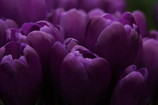 Large bouquet of lilac tulips close-up