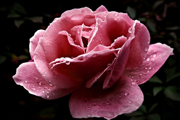 Rosa rosa con gotas de rocío