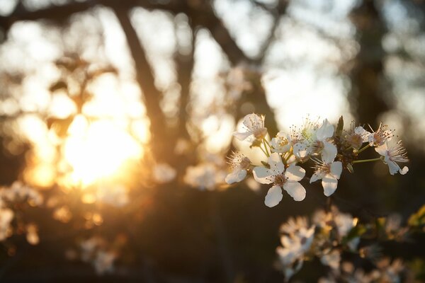 Blooming cherry tree branch