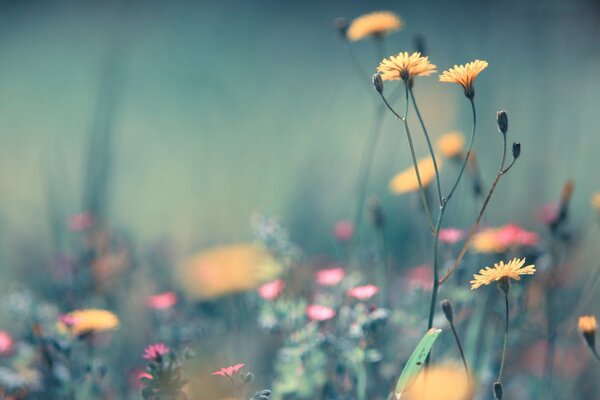 Schöne Blumen auf dem Sommerfeld