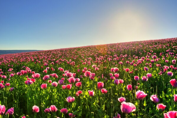 A field of pink tulips and a blue sky