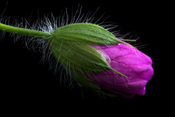 Bourgeon non ouvert de couleur rose piquant