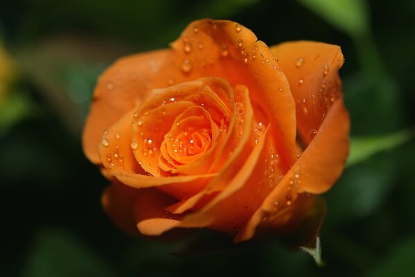 Rugiada mattutina su una rosa arancione brillante