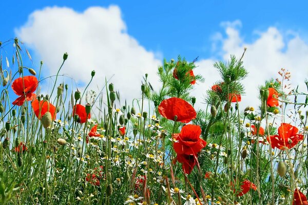 Field poppies and daisies on the background of clouds