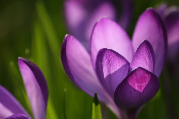 Crocus púrpura en el fondo macro