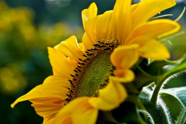 Yellow sunflower in the field in summer