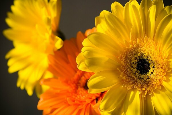 Beautiful bouquet of flowers