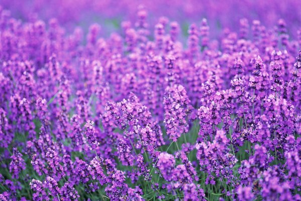 Brillante hermoso campo de lavanda