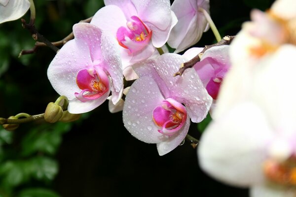 Krim-Orchideenblüten Makro