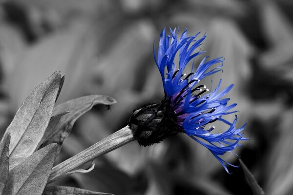 Fleur bleue sur fond noir et blanc