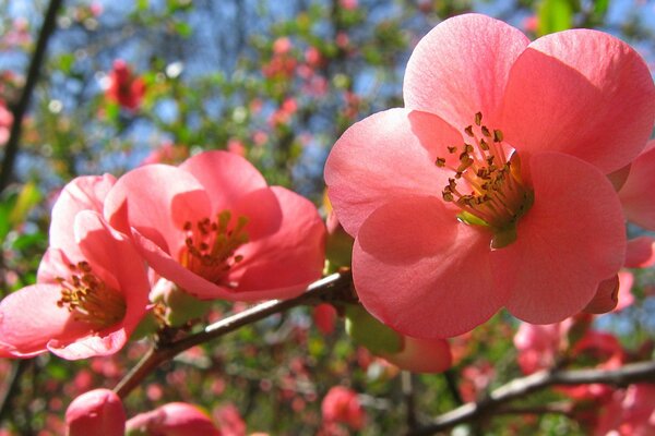 Frühling. Rosa Blüten am Baum