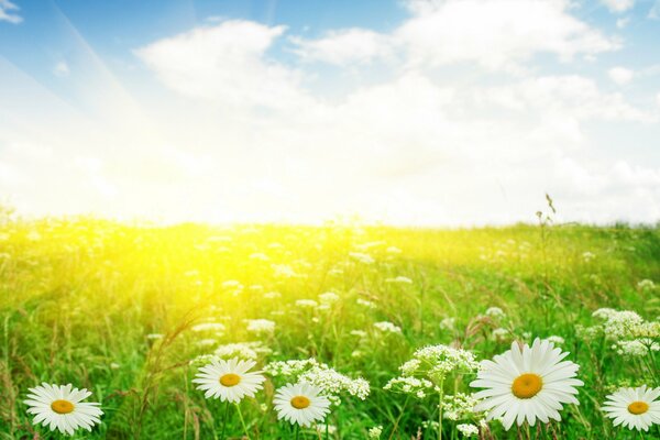 Campo di camomilla sotto il sole estivo