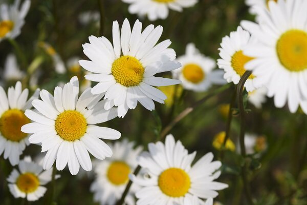 Viele schneeweiße Gänseblümchen