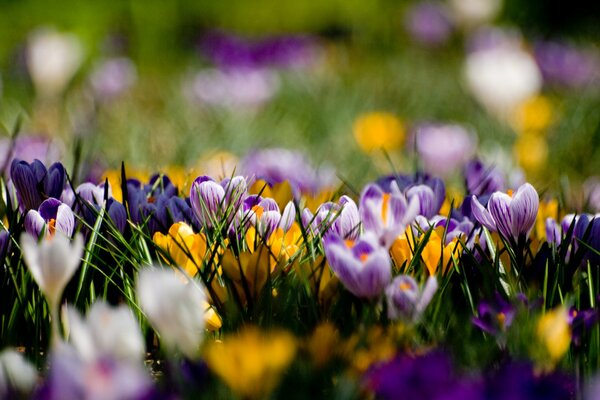 Claro de primavera en hermosas floresmacro