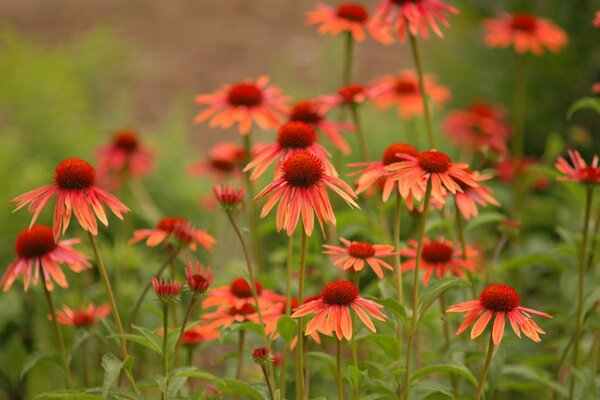 Piękna kwitnąca Echinacea w ogrodzie