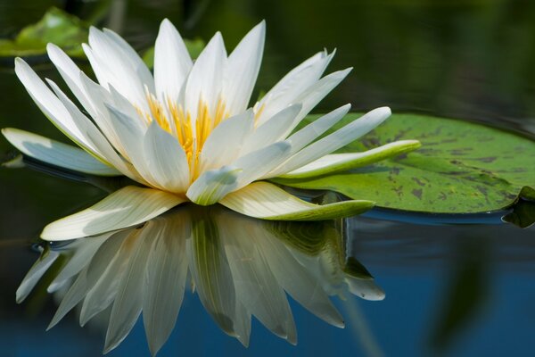 A wonderful lily on azure water