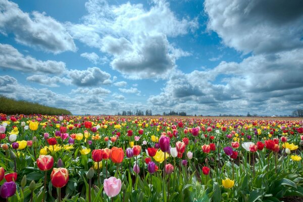 Beau champ de Tulipes en été