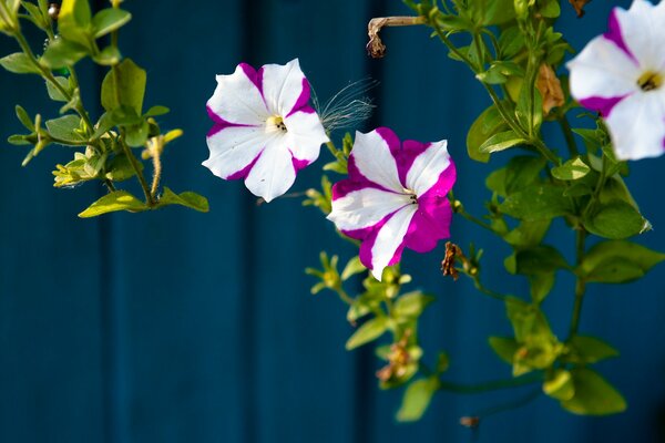 Belles fleurs suspendues sur fond de mur